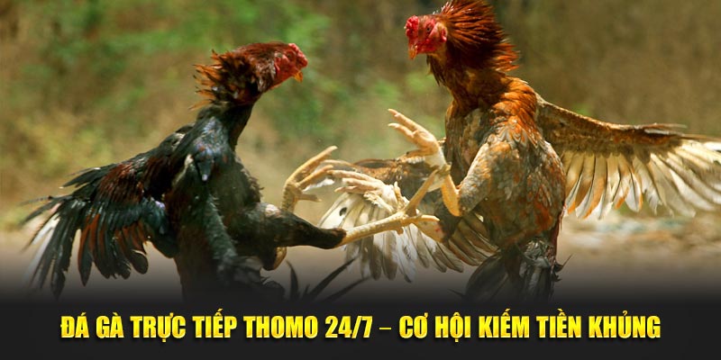 đá gà trực tiếp thomo từ daga88