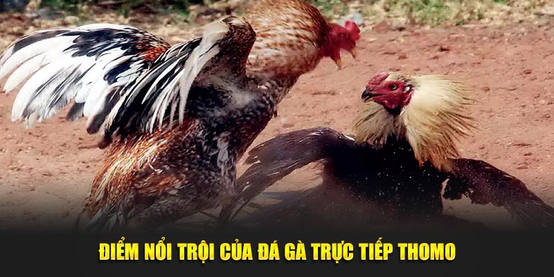 Điểm nổi trội của đá gà trực tiếp Thomo tại daga88