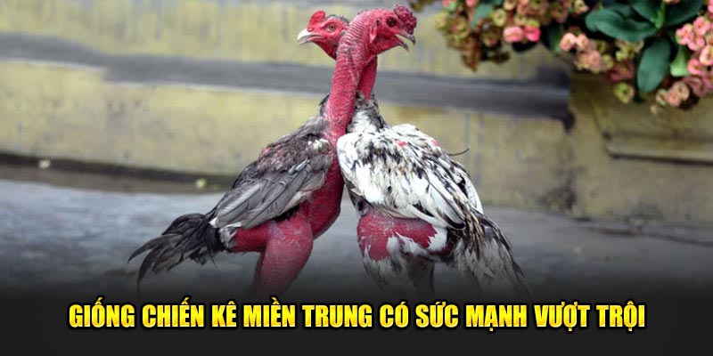 Giống chiến kê miền Trung có sức mạnh vượt trội