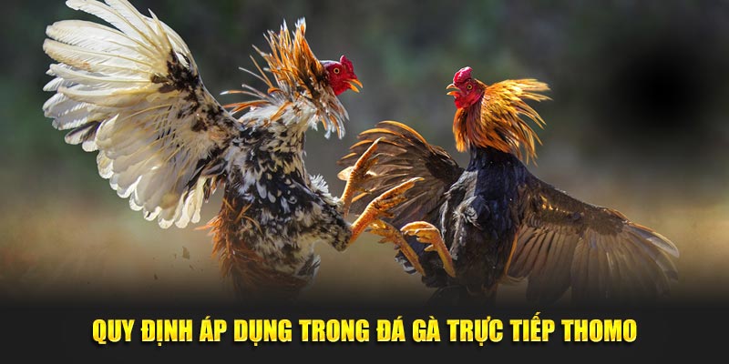 Quy định áp dụng trong đá gà trực tiếp Thomo