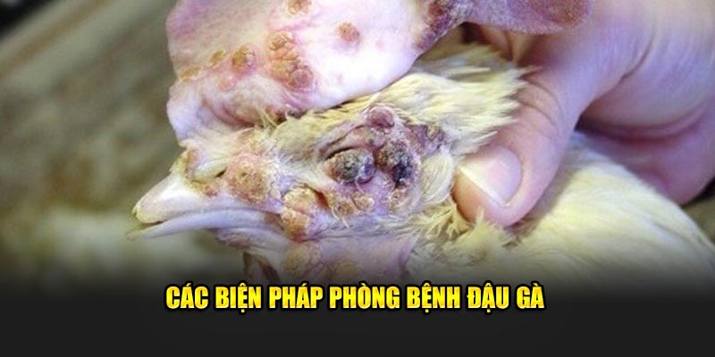 Phương pháp phòng tránh bệnh đậu gà