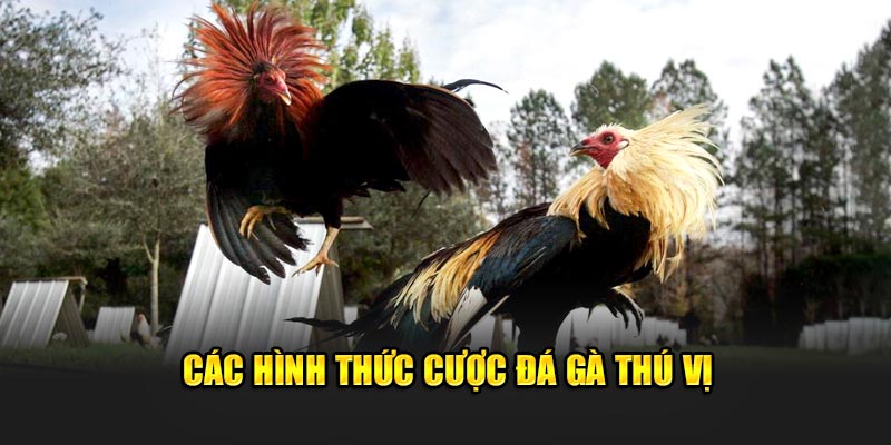 Các hình thức cược đá gà thú vị từ trang Daga88