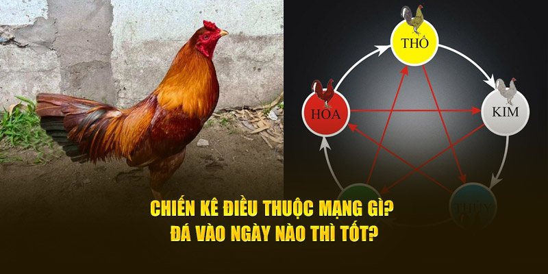 Chiến kê gà điều thuộc mạng gì? Đá vào ngày nào thì tốt?