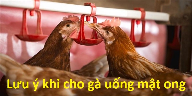 Lưu ý mà mọi sư kê nên nắm vững khi cho gà uống mật ong