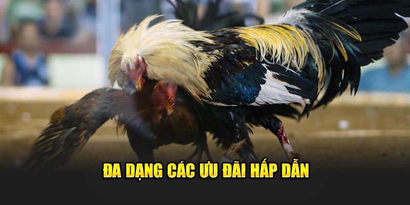 Đa dạng các ưu đãi hấp dẫn đến từ Daga88