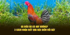 gà điều đá có hay không