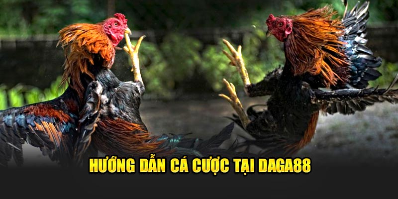 Hướng dẫn cá cược tại Daga88