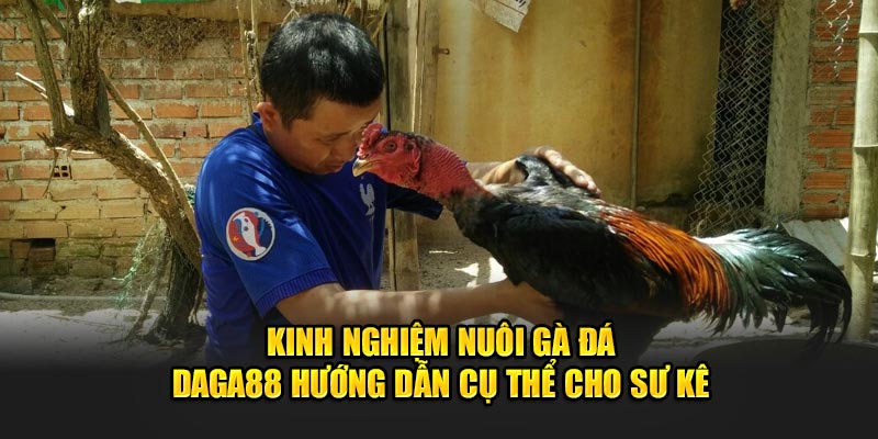 Trong kinh nghiệm nuôi gà đá cần chú ý điều gì?