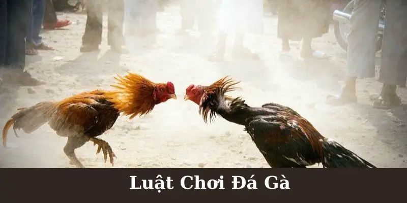 Luật chơi 3 vòng của đá gà cựa sắt