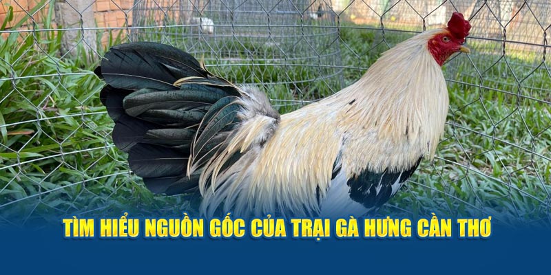 Tìm hiểu nguồn gốc của trại gà Hưng Cần Thơ