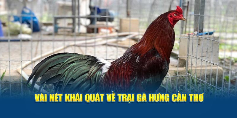 Vài nét khái quát về trại gà Hưng Cần Thơ